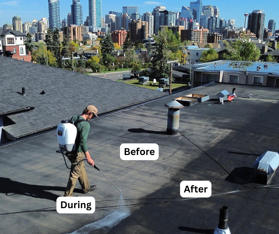 Before & after roof rejuvenation 3